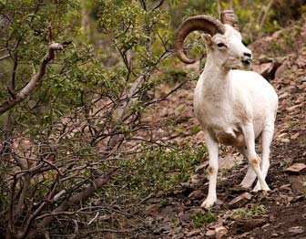 A Dall sheep grazes on a hillside