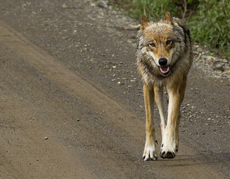 Wolf walks down a dirt road