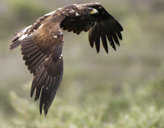 A golden eagle soars over the tundra