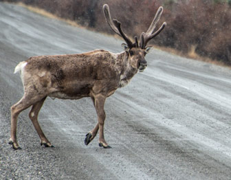 A caribou walks across a dirt road