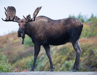 A bull moose walks across a road