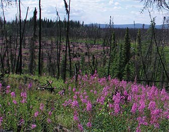 Bright pink flowers grow among burned trees