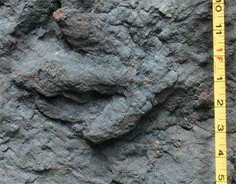 Measuring tape next to a dinosaur track cast