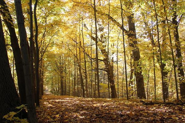 Trees with brightly colored leaves line the trail at Chellberg Farm.