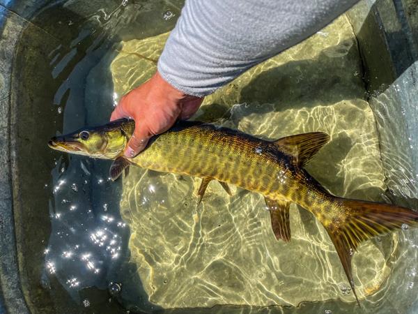 A fish is held by one hand in a tub full of water.