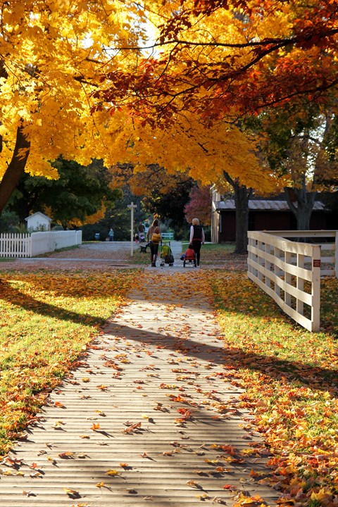 Mothers walk with their young children in a park with bright autumn foliage.