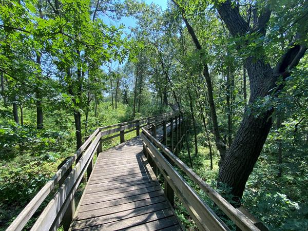 An elevated wooden boardwalk zigs through an open woodland.