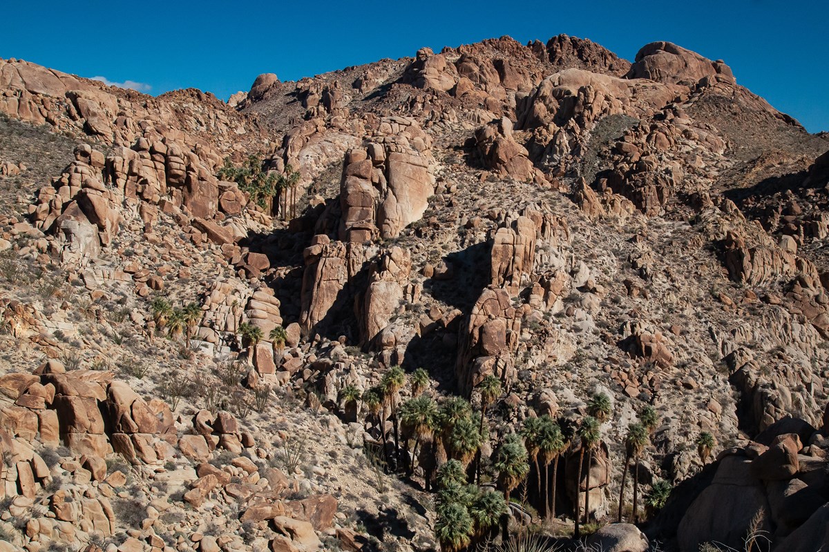 A large stand of California Fan palms spread through a canyon of boulders.