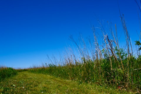 A mowed grass trail passes through tall prairie grasses under a deep blue late summer sky.