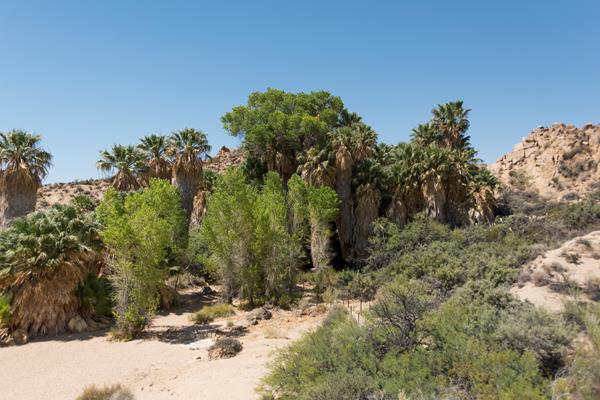 A lush desert oasis filled with desert palms, short trees, and shrubs in front of a rocky hill.