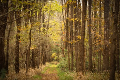 A leaf-covered path leads straight through shrubs and thick forest on a late fall day.