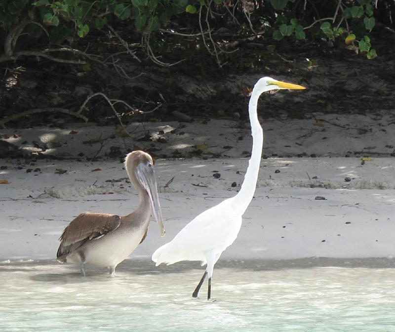 Discover Bird Watching in the Virgin Islands