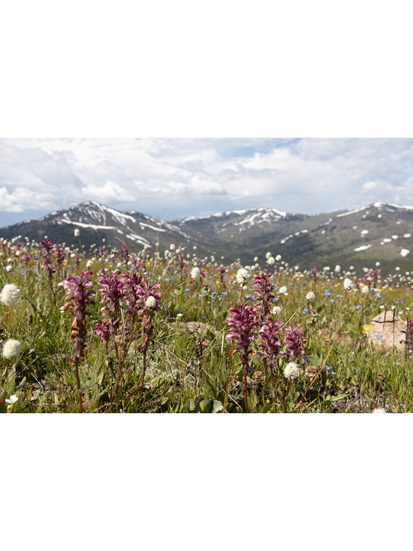 Wildflowers bloom in an alpine meadow with mountains in the distance.