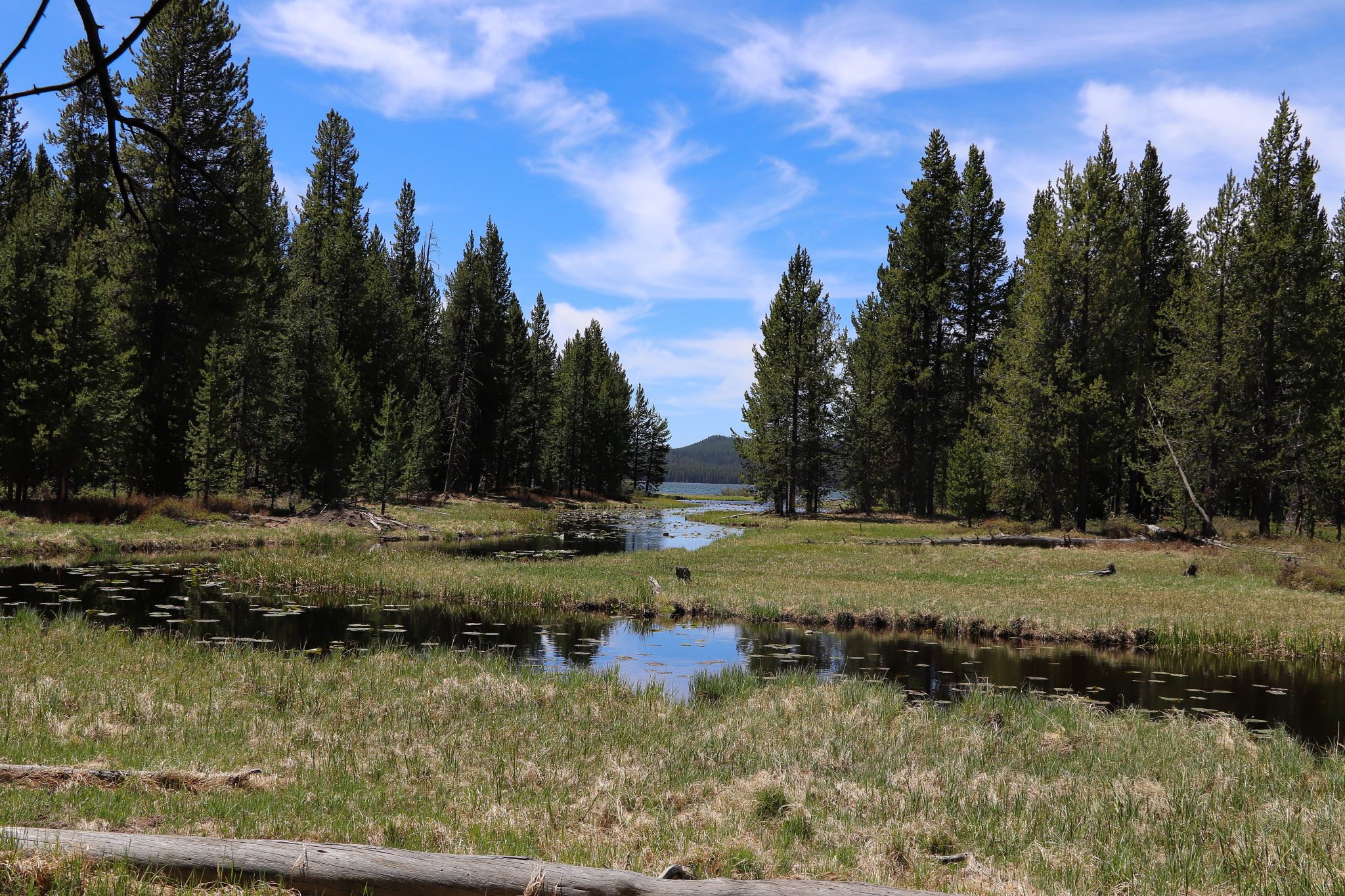 A creek flows through a meadow surrounded by trees.