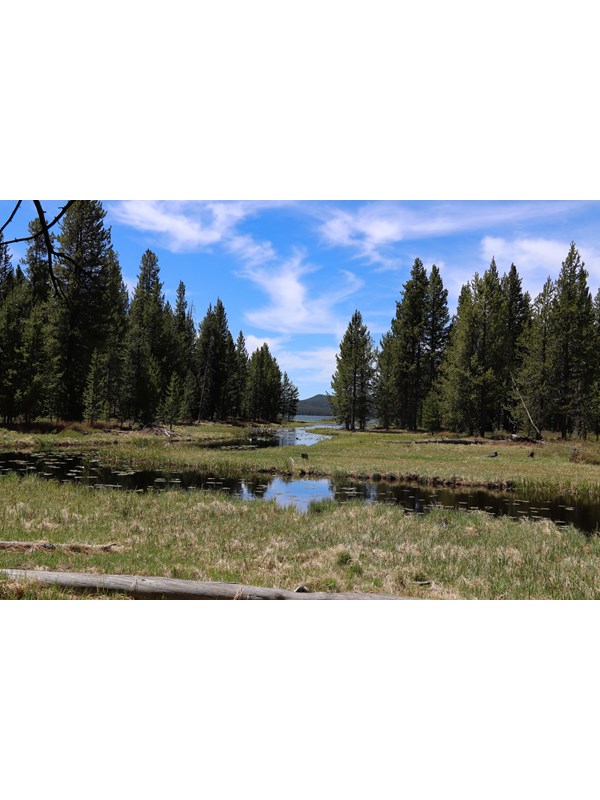 A creek flows through a meadow surrounded by trees.