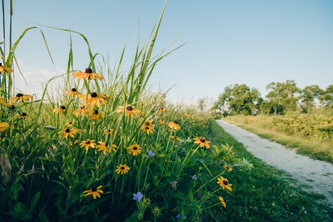 Black-eyed Susan flower along a gravel trail.