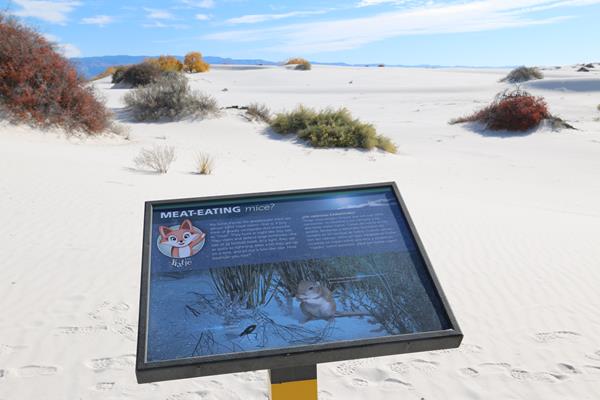The "Meat-eating Mice?" interpretive sign at Dune Life Nature Trail.