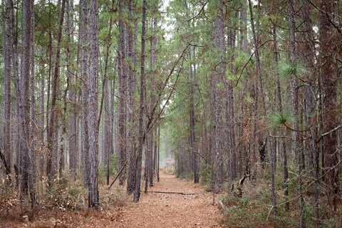 A pine-needle covered path leads straight through a corridor of tall pine trees.