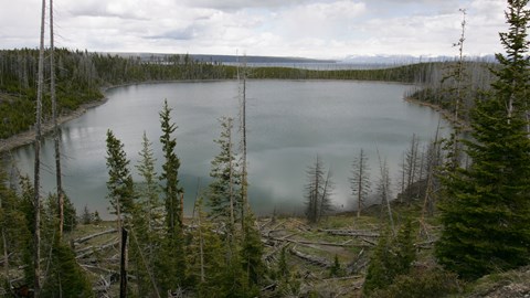 A small lake surrounded by conifer forest.