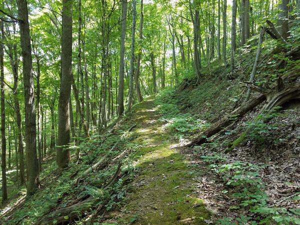A trail along edge of green forested ridge