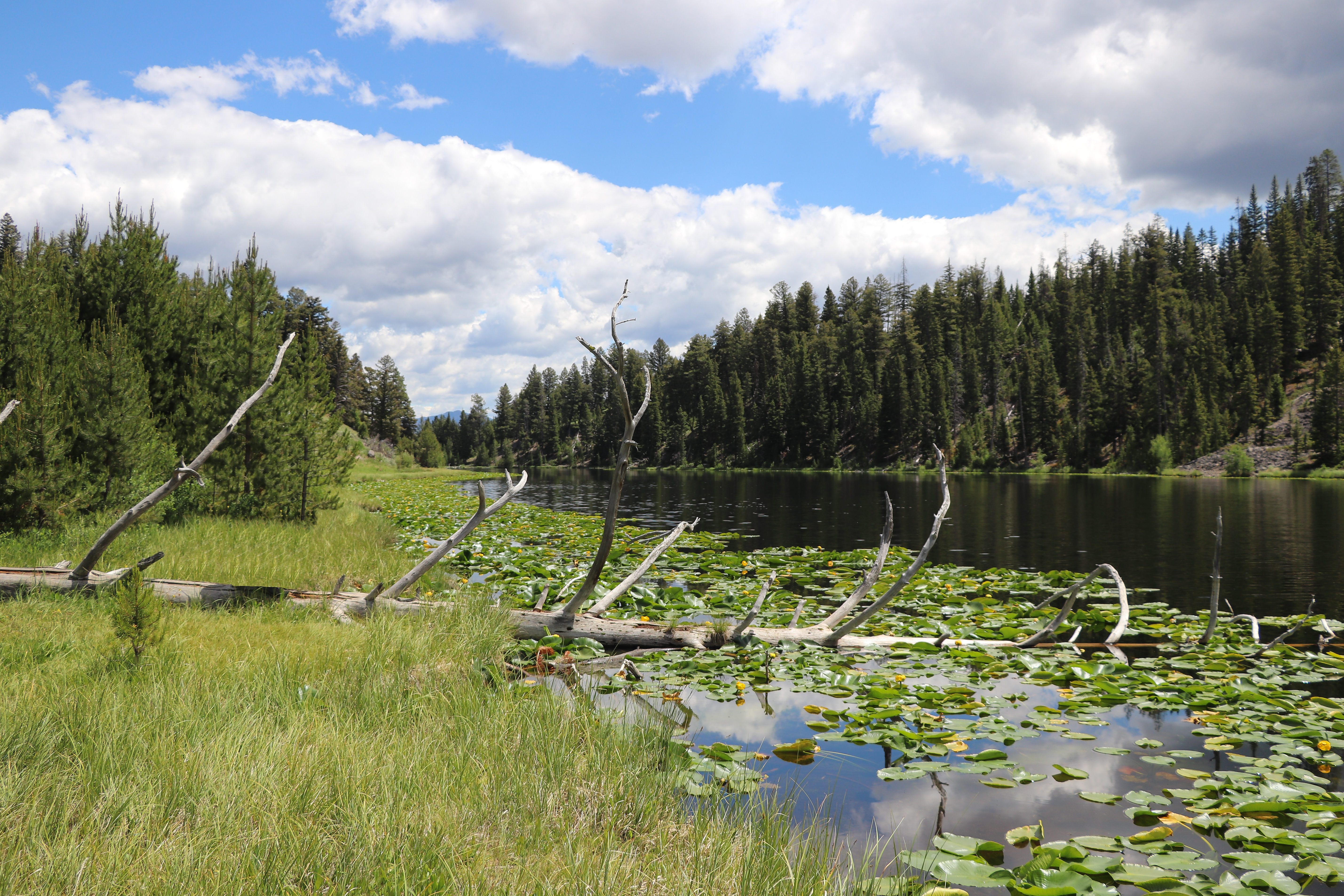 A small lake coverd in lily pads surrounded by a forest.