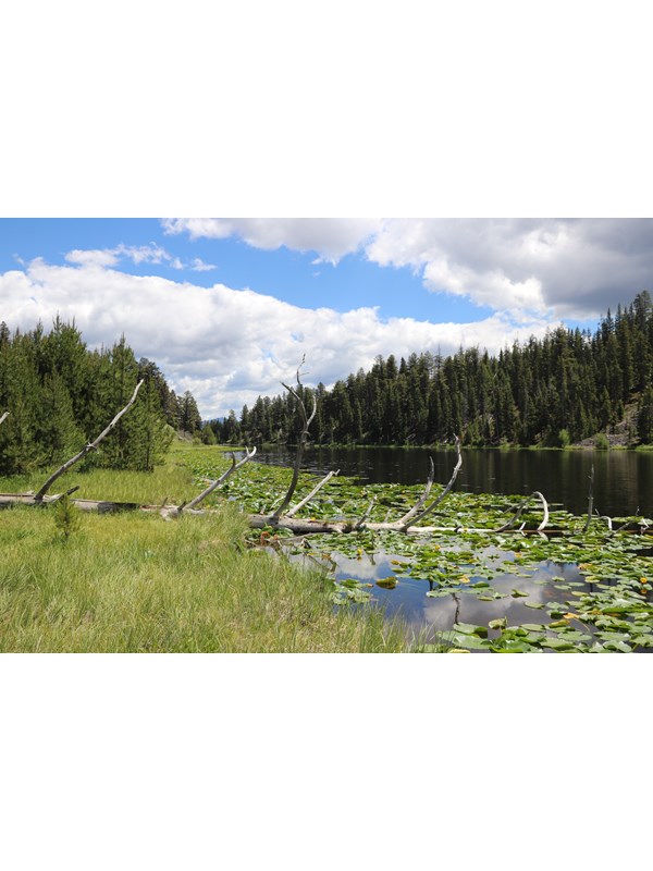 A small lake coverd in lily pads surrounded by a forest.
