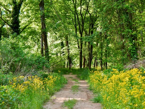 A dirt trail through woods.