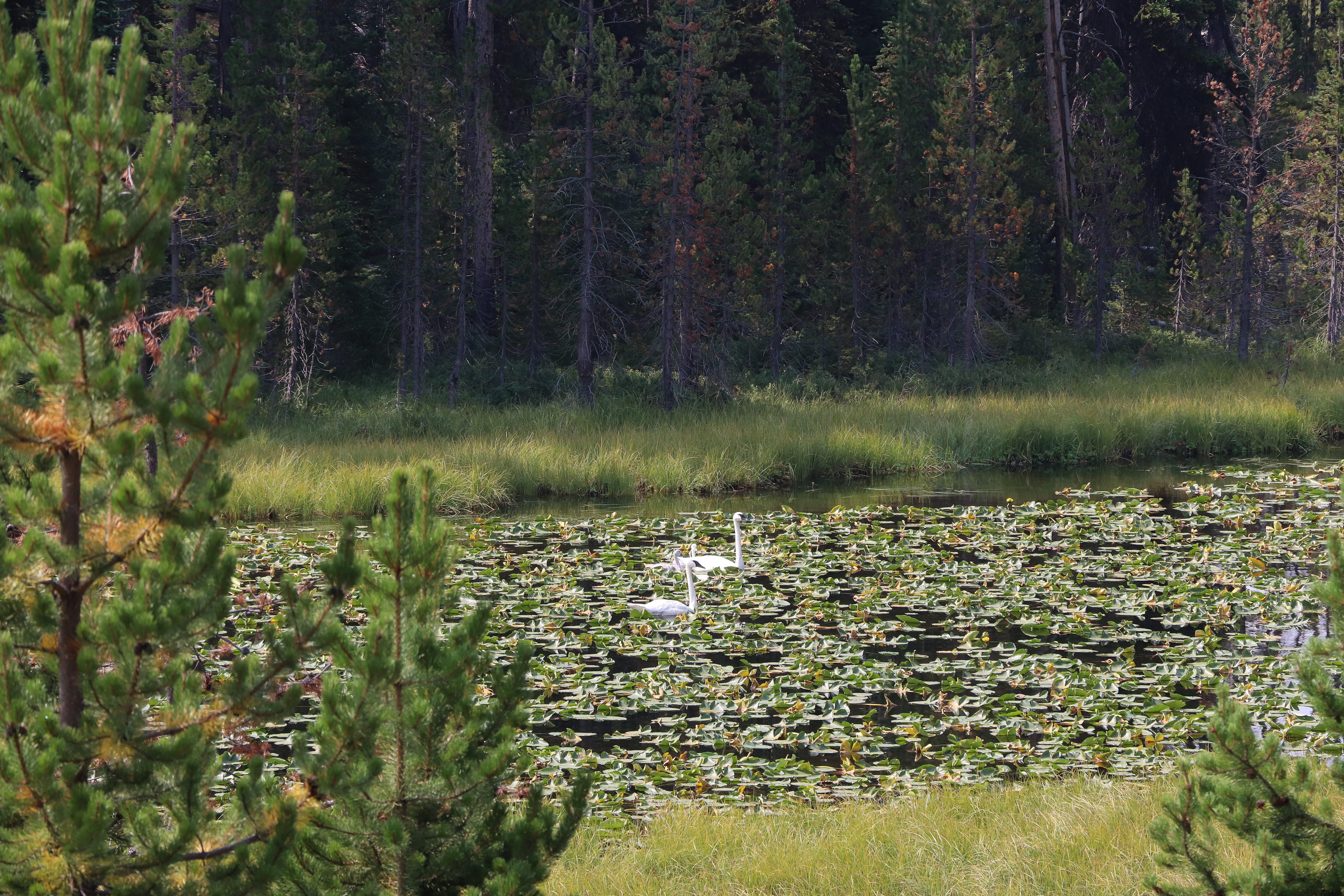 Two trumpeter swans float on a body of water covered in lily pads.