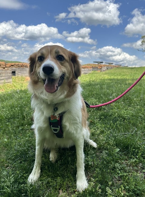 dog with leash on grass and clouds