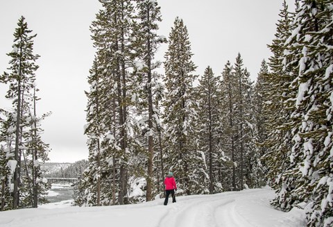 A lone skier skies along the Old Canyon Bridge Ski Trial with the Chittenden Bridge seen through the