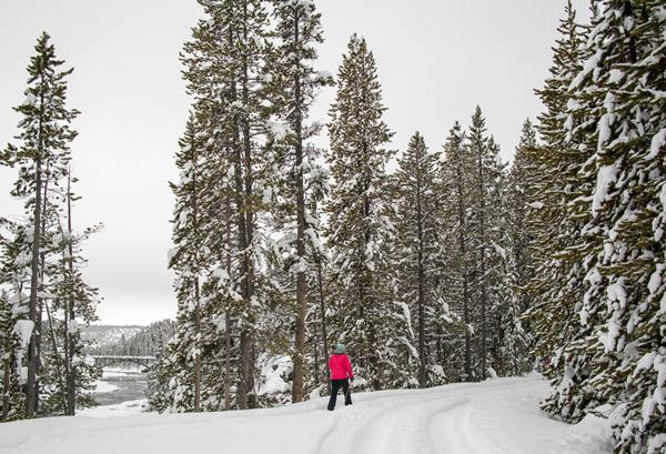 A lone skier skies along the Old Canyon Bridge Ski Trial with the Chittenden Bridge seen through the