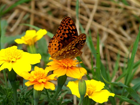 A butterfly on a yellow flower.