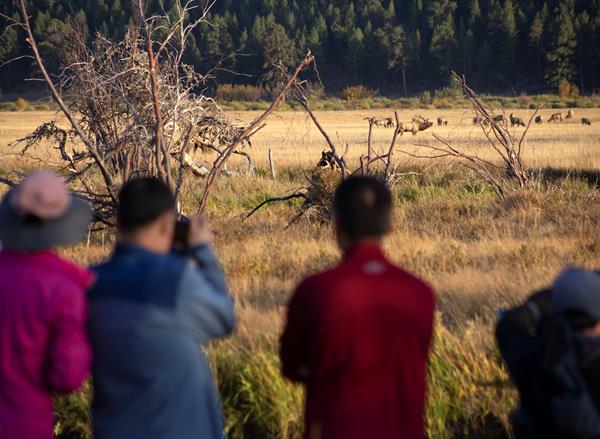 A group of visitors are watching elk from a safe distance