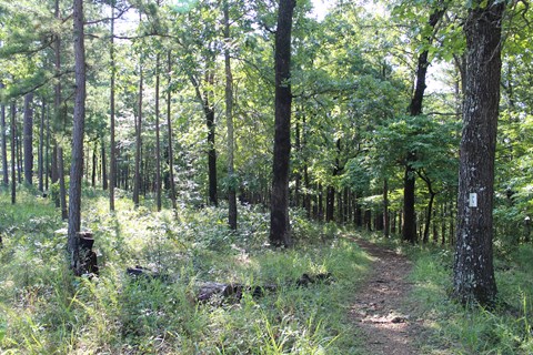 A trail meanders through a forest.