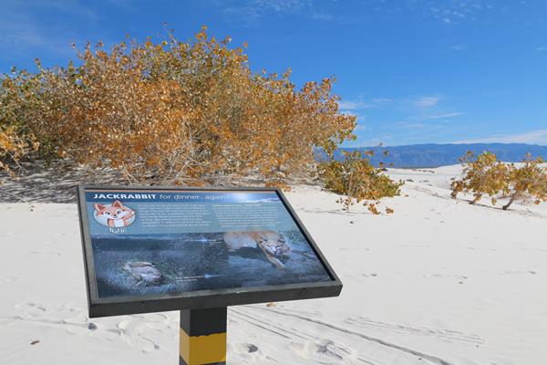 The "Jackrabbit for Dinner... Again?" interpretive sign at Dune Life Nature Trail.