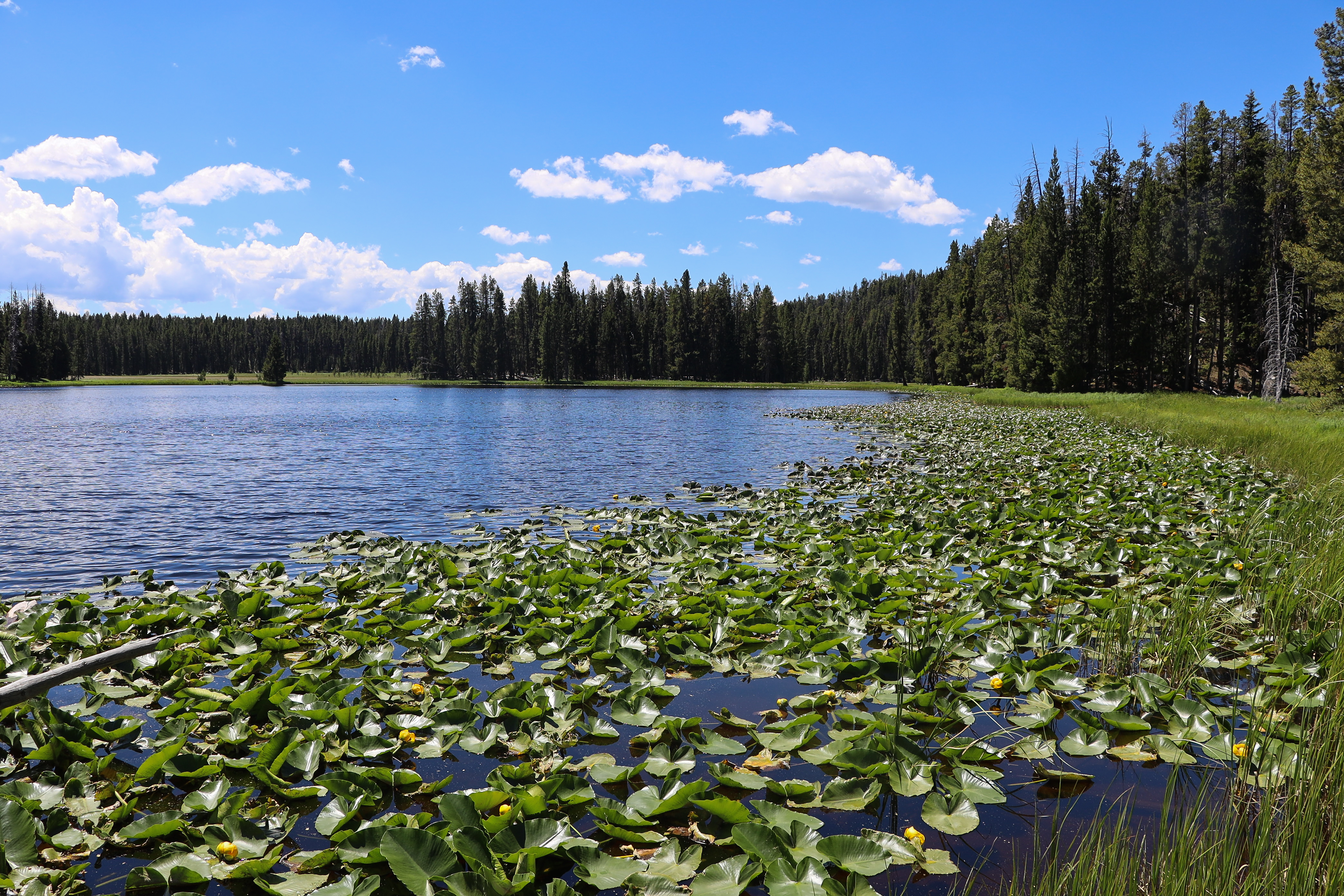 Lily pads cover the edge of a lake surrounded by a forest.