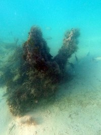 Underwater photo of a shipwreck covered in algae. There are fish around the wreck. Water is teal.