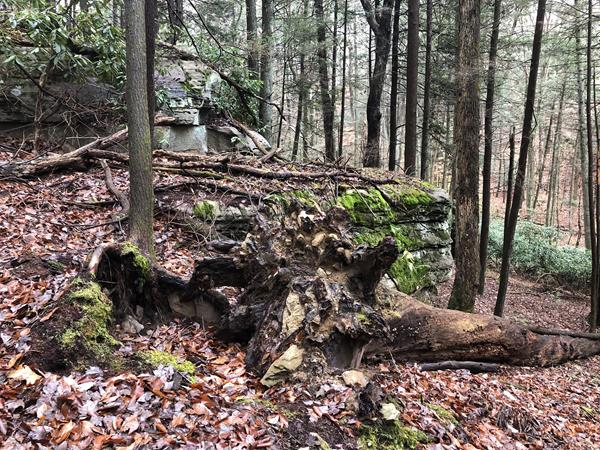A forest floor covered in dead leaves and branches with a fallen tree and moss covered rocks