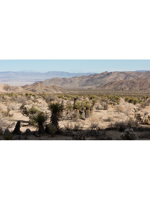A valley filled with Mojave yuccas and desert vegetation with mountains in the backbround.