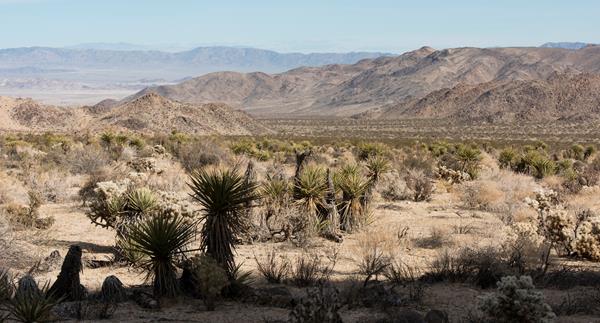 A valley filled with Mojave yuccas and desert vegetation with mountains in the backbround.