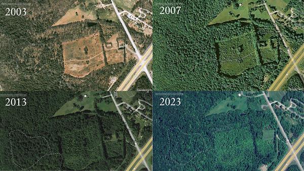 Four different images showing an aerial view of a forest changing from less to more forested.