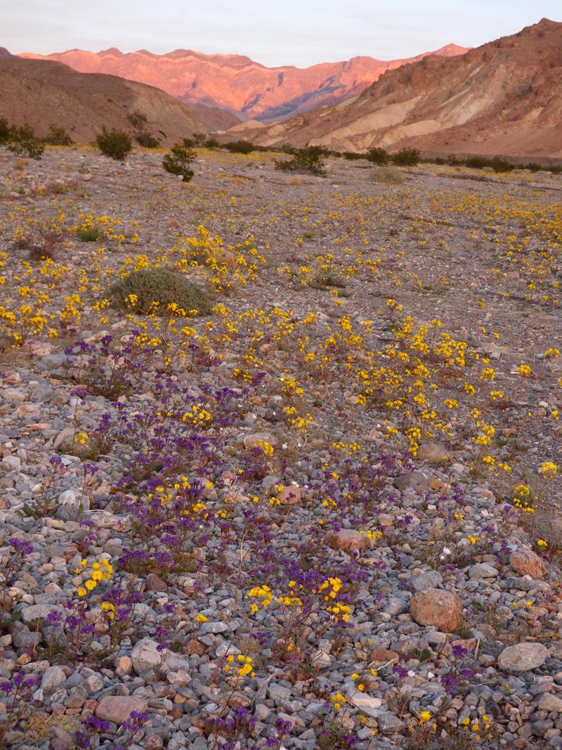 Explore Wildflowers in Death Valley