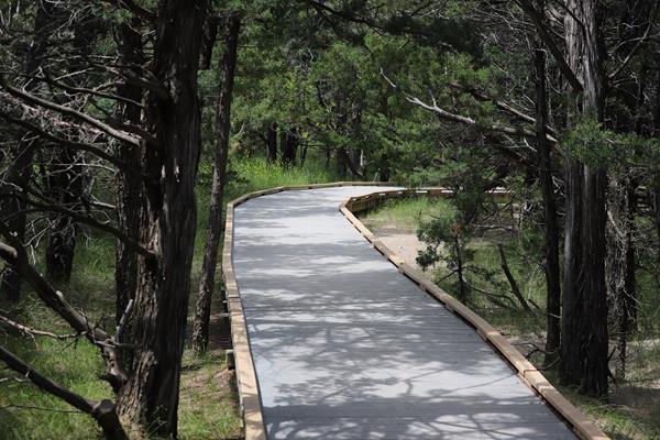 a boardwalk trail leads through a densely wooded grove of juniper trees.