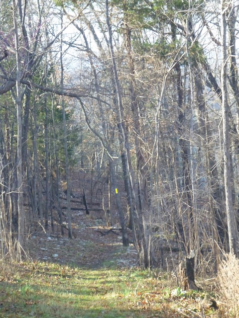 path through forest