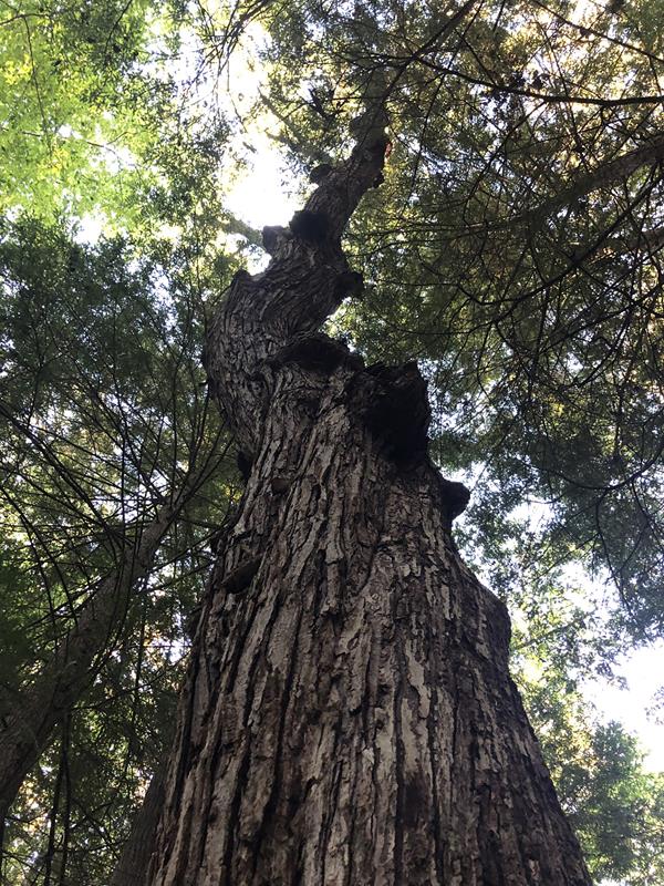 A tall tree with a gnarled and twisted trunk stretching up with green leaves towards the sunny sky.