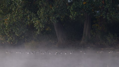 A creek with fog showing several geese floating on the water.