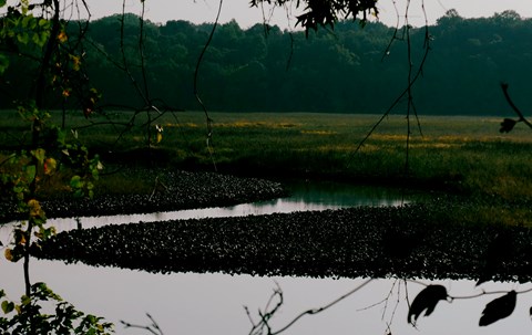 A windy river through marsh grasses viewed through some branches.