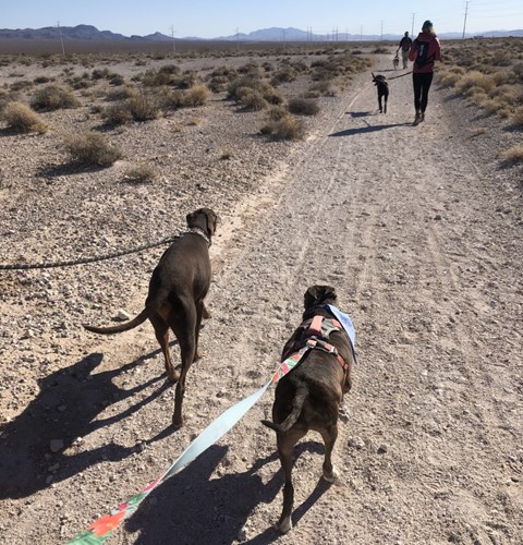 View of hikers and leashed dogs walking on the Aliante Loop Temporary Trail