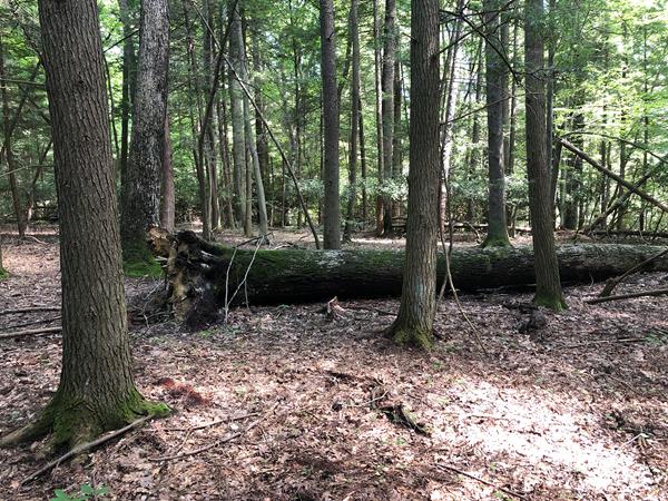 A fallen moss covered tree in a forest littered with dead leaves and branches on the forest floor