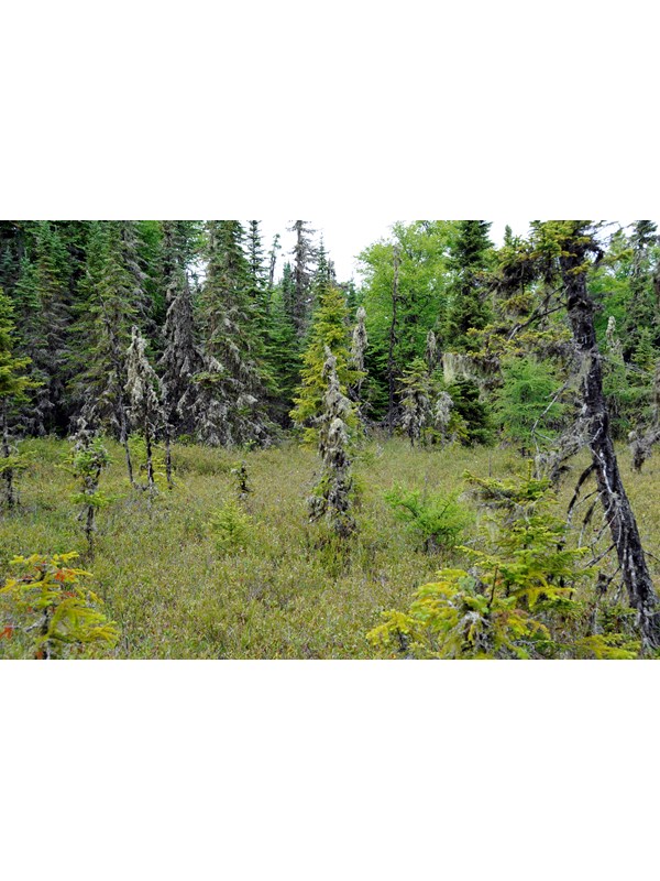 A bog surrounded by conifers on Raspberry Island.